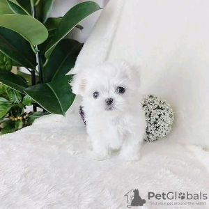 Photo №2 to announcement № 121043 for the sale of maltese dog - buy in Finland private announcement, breeder