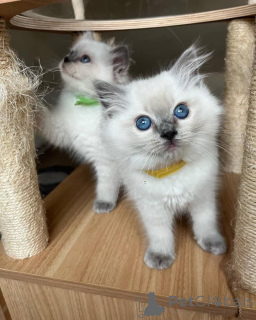Photo №3. Gorgeous little Ragdolls kittens. United States