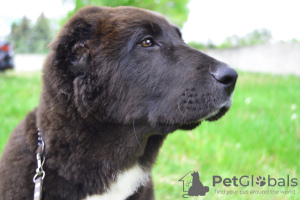 Photo №1. central asian shepherd dog - for sale in the city of Bucharest | 936$ | Announcement № 23067