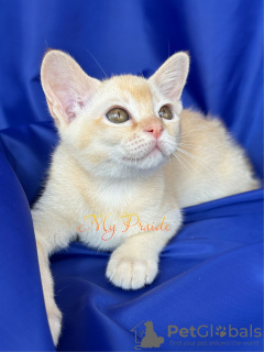 Photo №2 to announcement № 99704 for the sale of burmese cat - buy in Russian Federation from nursery