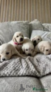 Photo №3. Golden puppies. Georgia