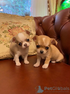 Photo №2 to announcement № 15212 for the sale of chihuahua - buy in Belarus breeder