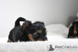 Photo №4. I will sell yorkshire terrier in the city of Haarlemmerliede. private announcement - price - 370$