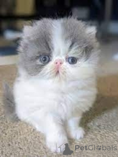 Photo №2 to announcement № 161520 for the sale of persian cat - buy in Finland private announcement, breeder