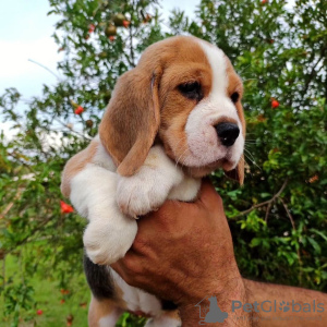 Photo №2 to announcement № 120591 for the sale of beagle - buy in Germany private announcement