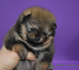 Photo №4. I will sell pomeranian in the city of Москва. from nursery - price - negotiated