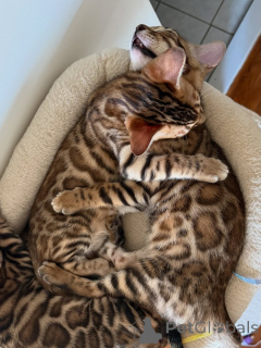 Photo №3. tillgängliga Bengal kattungar till salu. Germany
