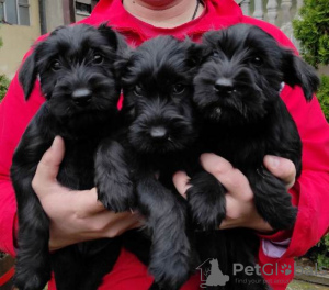 Photo №1. giant schnauzer - for sale in the city of Kruševac | negotiated | Announcement № 81179