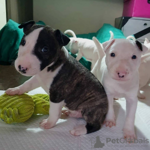 Photo №2 to announcement № 109162 for the sale of bull terrier - buy in Germany private announcement