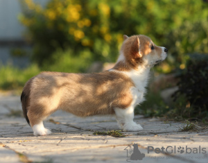 Additional photos: Welsh Corgi Pembroke puppies