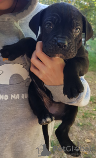 Photo №2 to announcement № 28401 for the sale of cane corso - buy in Georgia 
