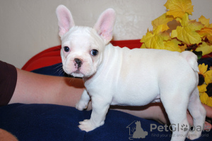 Photo №4. I will sell french bulldog in the city of Гамбург. private announcement - price - 380$