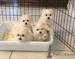 Photo №1. maltese dog - for sale in the city of Эурайоки | 370$ | Announcement № 65577
