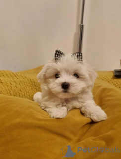 Photo №1. maltese dog - for sale in the city of DußLingen | 361$ | Announcement № 178873