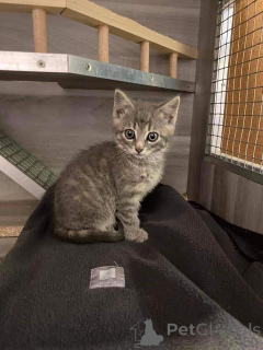 Photo №3. European shorthair. Sweden