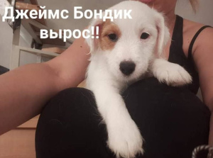 Photo №4. I will sell jack russell terrier in the city of Москва. breeder - price - 665$