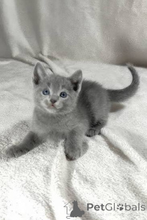 Photo №2 to announcement № 173591 for the sale of russian blue - buy in United Kingdom private announcement, breeder