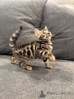 Photo №2 to announcement № 152751 for the sale of bengal cat - buy in Switzerland private announcement