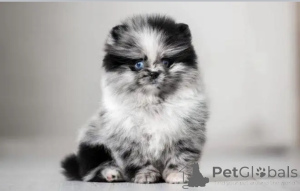 Photo №1.  - for sale in the city of Ohio | negotiated | Announcement № 162954