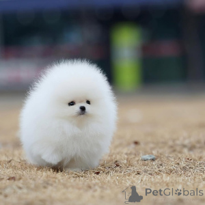 Photo №2 to announcement № 144299 for the sale of pomeranian - buy in Germany private announcement