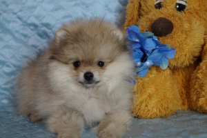 Photo №2 to announcement № 36781 for the sale of pomeranian - buy in Russian Federation breeder