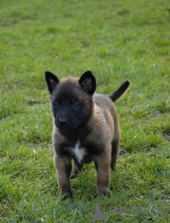 Photo №3. Belgian Shepherd Malinois puppies. Poland