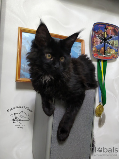 Photo №2 to announcement № 10871 for the sale of maine coon - buy in Ukraine from nursery, breeder