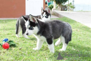 Photo №3. Blauäugige Siberian Husky Welpen suchen ein neues Zuhause. Germany