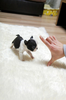 Photo №3. miniature French Bulldog, beautiful puppies 1kg.. Poland
