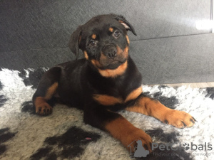 Photo №2 to announcement № 47501 for the sale of rottweiler - buy in Germany private announcement