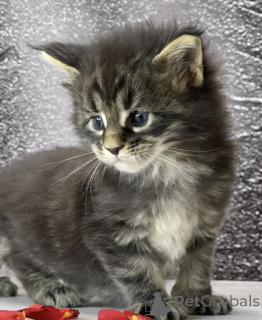 Photo №1. maine coon - for sale in the city of Baden Baden | 465$ | Announcement № 163326