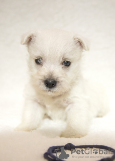 Photo №4. I will sell west highland white terrier in the city of Tiraspol. from nursery - price - 845$