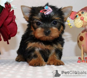 Photo №1. yorkshire terrier - for sale in the city of Берлингероде | Is free | Announcement № 123896