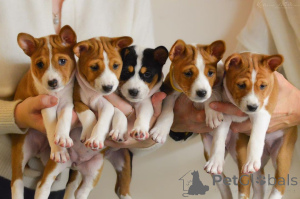 Photo №1. basenji - for sale in the city of Alicante | 310$ | Announcement № 172886
