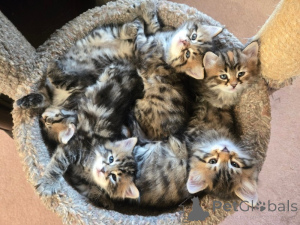 Photo №1. siberian cat - for sale in the city of Dreieich | 361$ | Announcement № 172296
