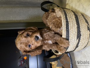 Additional photos: Cavapoo puppies