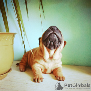 Photo №1. shar pei - for sale in the city of Abakan | 310$ | Announcement № 8070