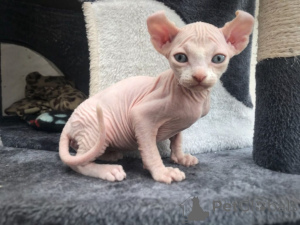 Photo №1. sphynx-katze - for sale in the city of Bern | 516$ | Announcement № 163298