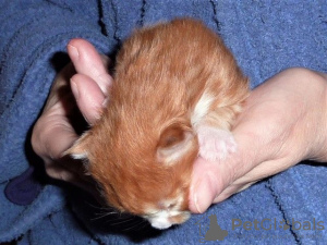 Photo №3. Maine Coon Kittens. Netherlands