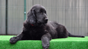 Photo №4. I will sell flat-coated retriever in the city of Bryansk. from nursery, breeder - price - negotiated