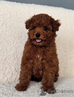 Photo №1. maltese dog, poodle (toy) - for sale in the city of Six Mile | negotiated | Announcement № 143781