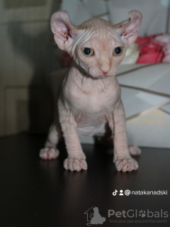 Photo №4. I will sell sphynx-katze in the city of Лида. private announcement - price - 220$