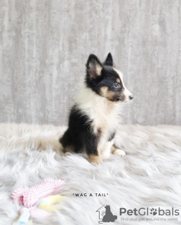 Photo №1. shetland sheepdog - for sale in the city of Leipzig | 423$ | Announcement № 99455