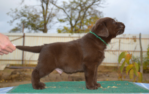 Photo №2 to announcement № 4172 for the sale of labrador retriever - buy in Ukraine 