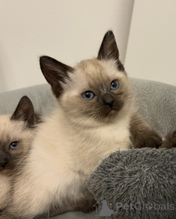 Photo №3. Siamese Kittens. Austria