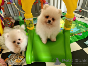 Photo №1. pomeranian - for sale in the city of Austin | 380$ | Announcement № 97061