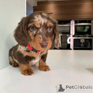 Photo №4. I will sell dachshund in the city of Berlin. breeder - price - 471$