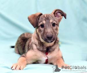 Photo №1. non-pedigree dogs - for sale in the city of Москва | Is free | Announcement № 77679