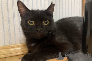 Additional photos: Black cat kitten Shelly as a gift to kind hearts!