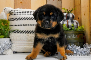 Photo №1. rottweiler - for sale in the city of Nauders | 361$ | Announcement № 170140